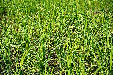 《原神》须弥版本前瞻短片03：“明慧的序曲”